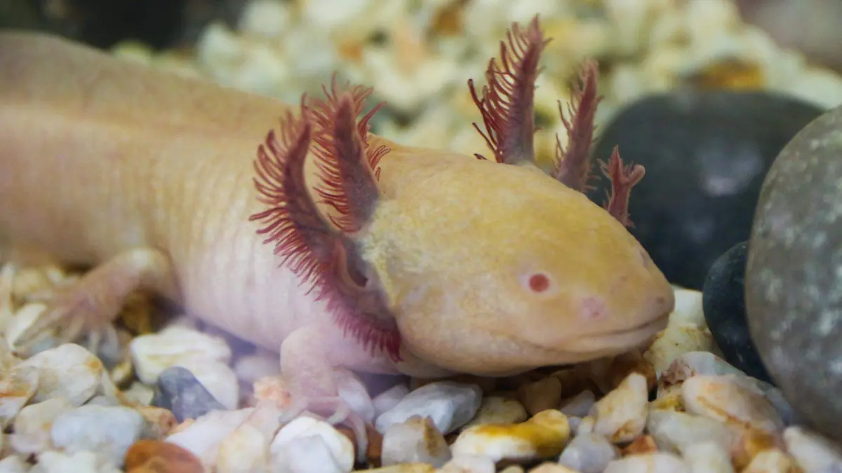 Ajolotes en la sierra de Durango