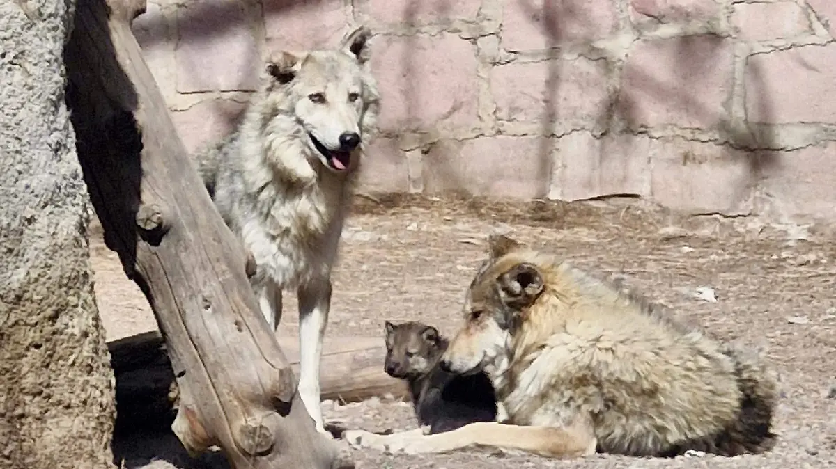 Nacen dos lobitos canadienses en el Sahuatoba