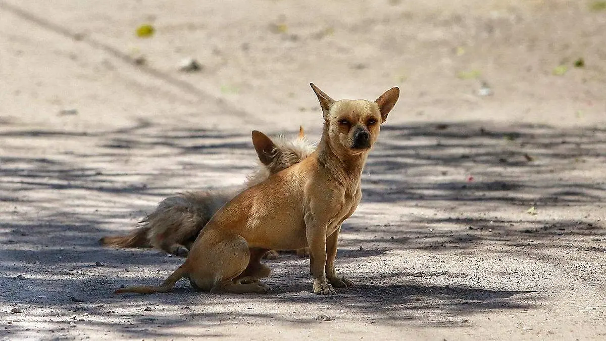 WhatsApp Image 2025-04-22 at 2.17.07 PM (1)