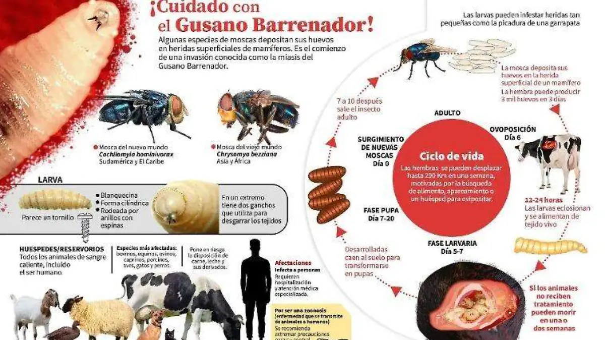 Gusano Barrenador Infografía Sol de Puebla