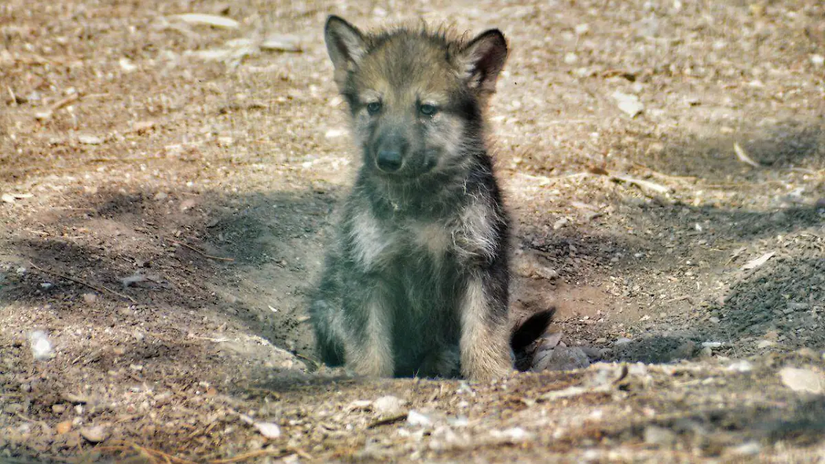 IMG_20250502_131350_764