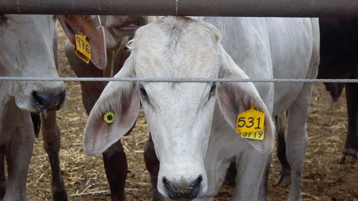 1012853_Campaña vs Tubercolosis Bovina_web