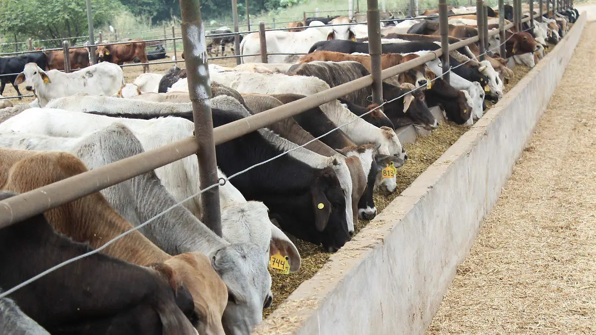 1012851_Campaña vs Tubercolosis Bovina_web