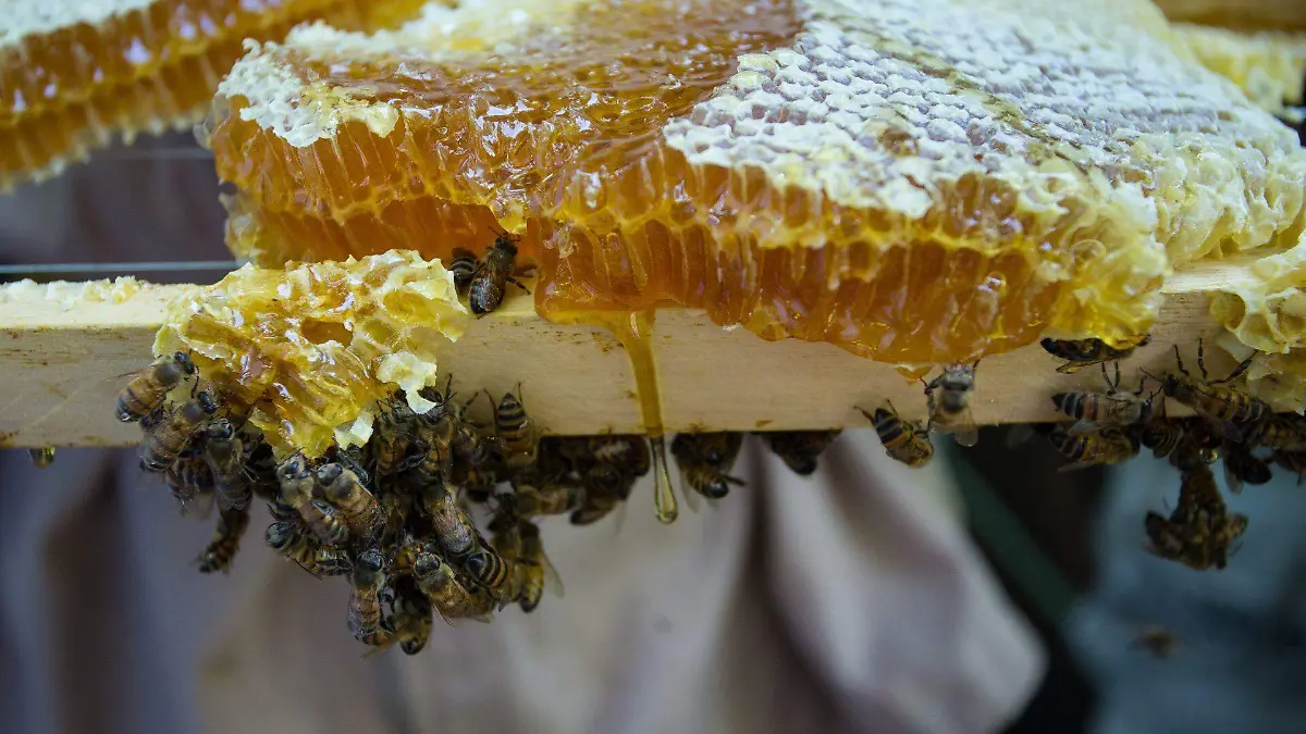 665493_Día Nacional de las Abejas-Apiario Xochimilco_web