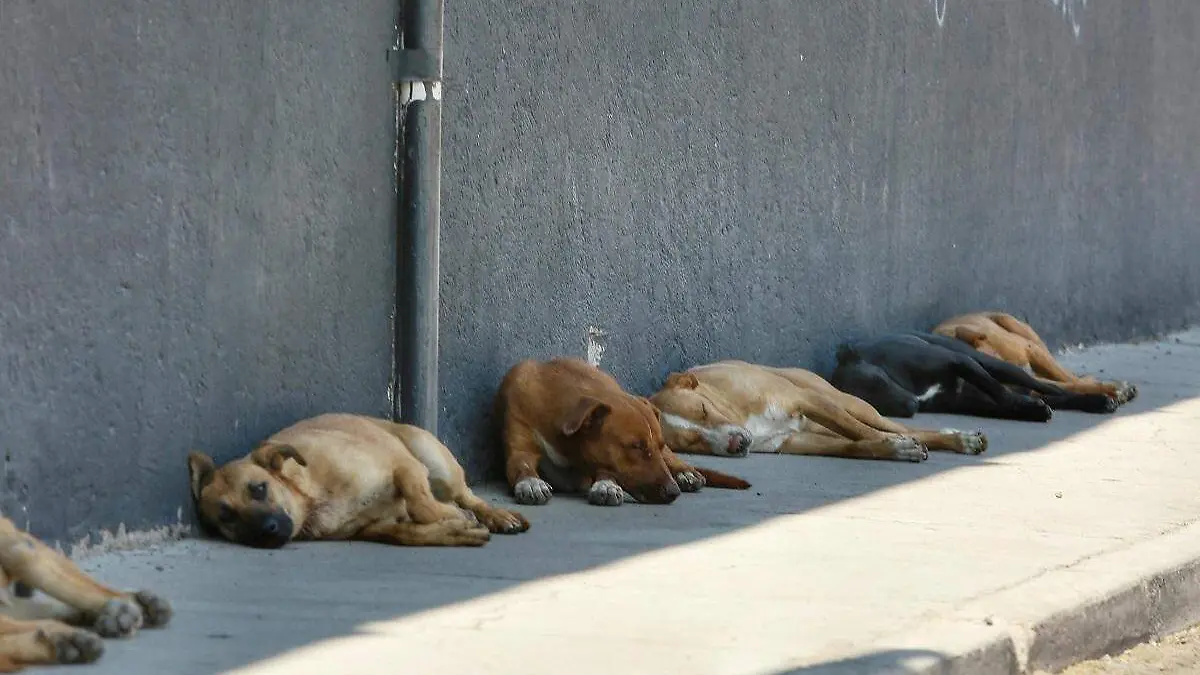 Perros, temporada de calor en la ciudad de Durango 