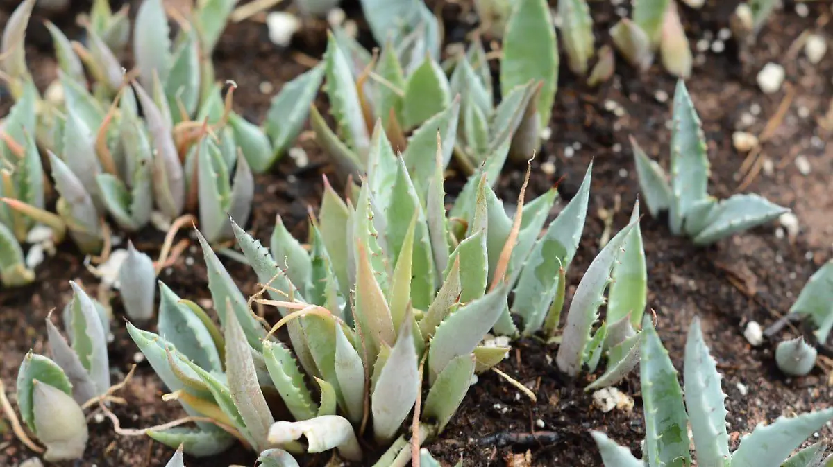 En Durango se extrae más agave del que se cosecha