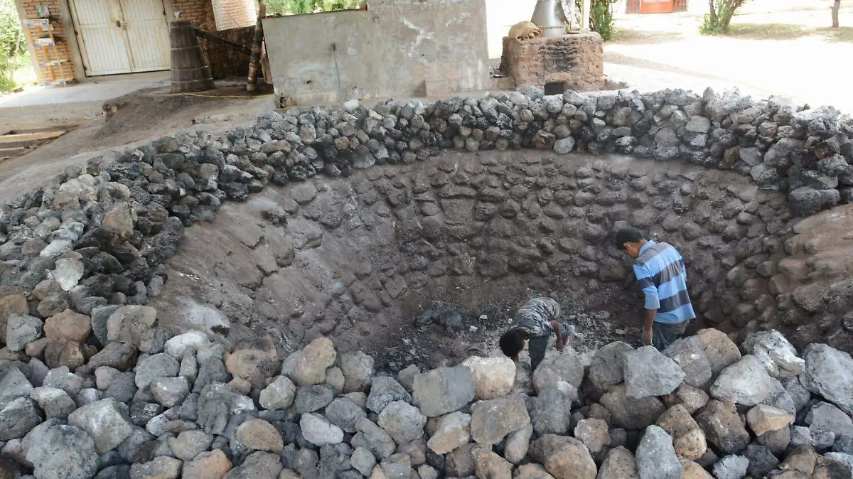 En Durango se extrae más agave del que se cosecha