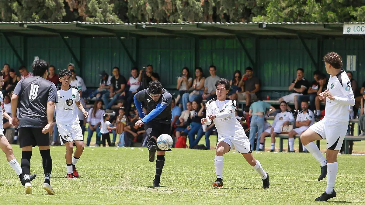 Gallos cantan el campeonato