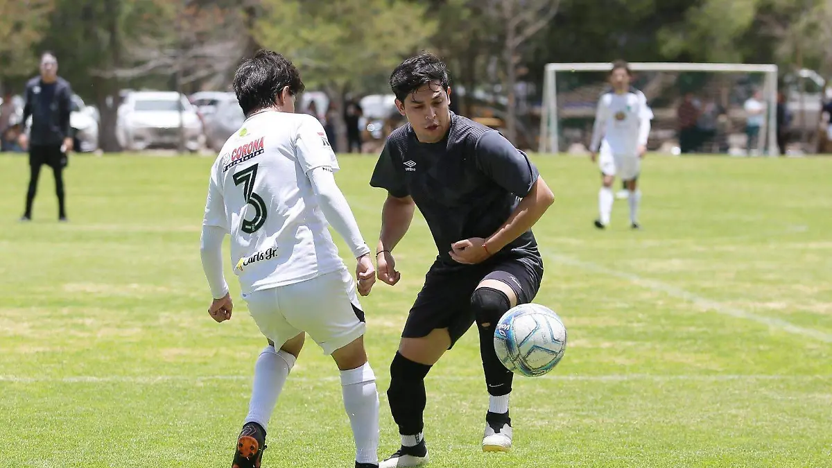 Gallos cantan el campeonato