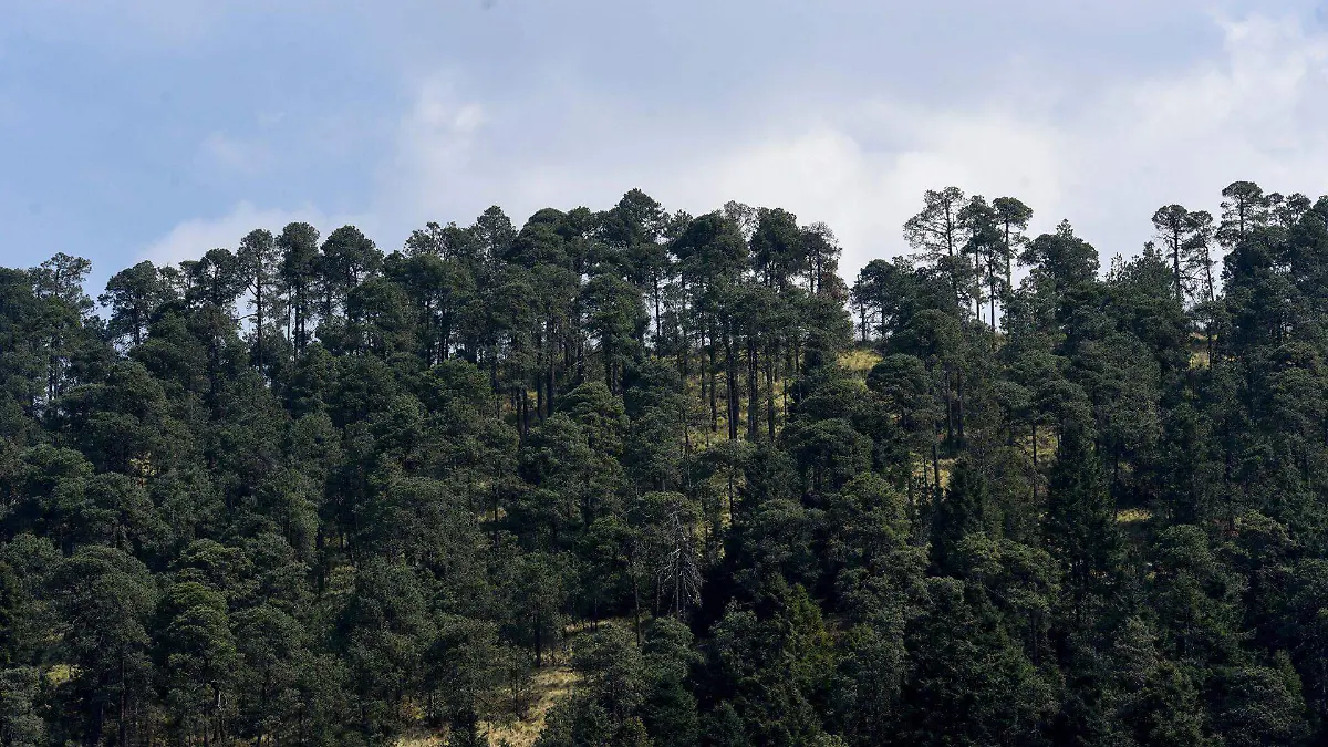 971575_Tala bosques mexiquense grave problema_web