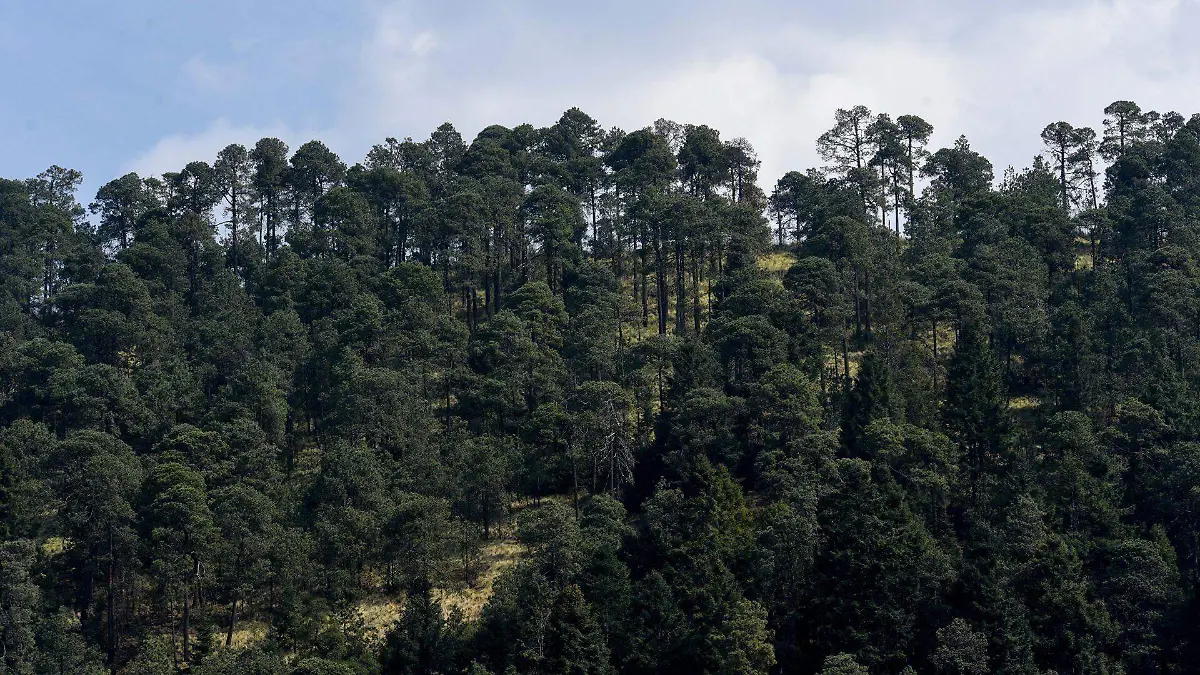 971575_Tala bosques mexiquense grave problema_web