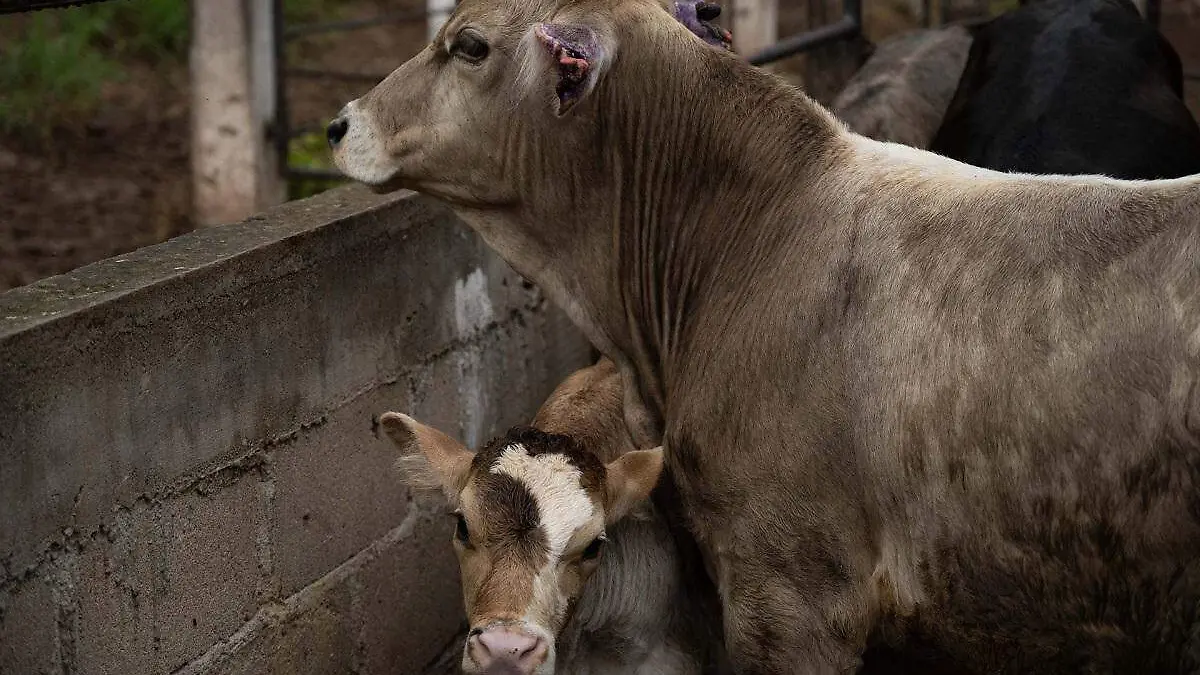 1039645_Gusano Barrenador Cintalapa_web