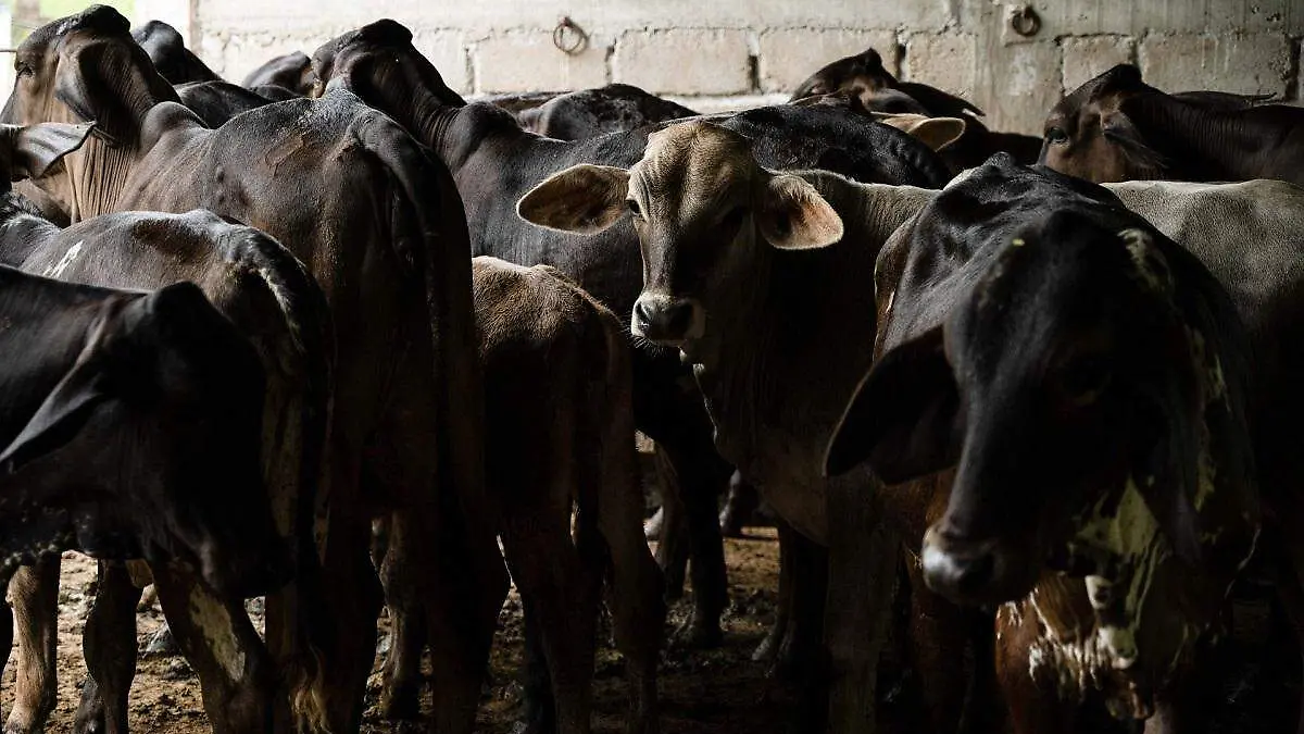 1039647_Gusano Barrenador Cintalapa_web