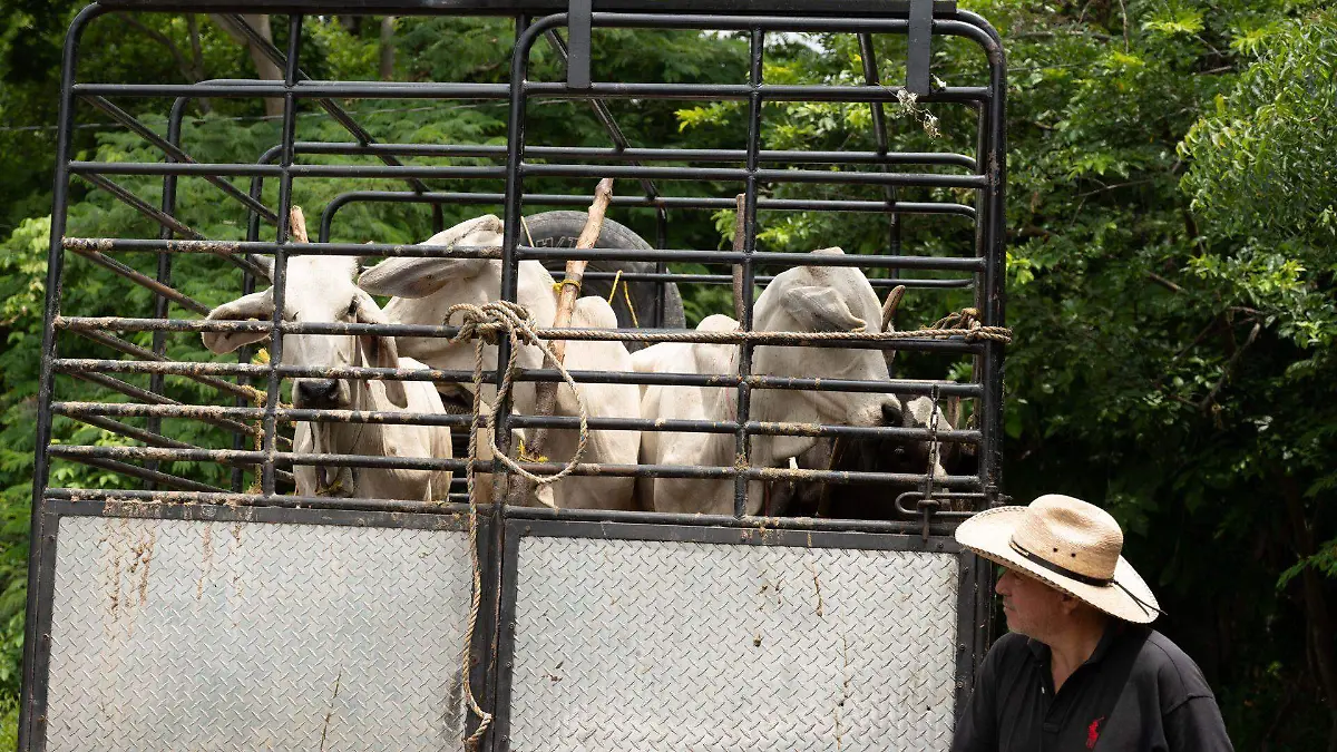 1039638_Gusano Barrenador Cintalapa_web