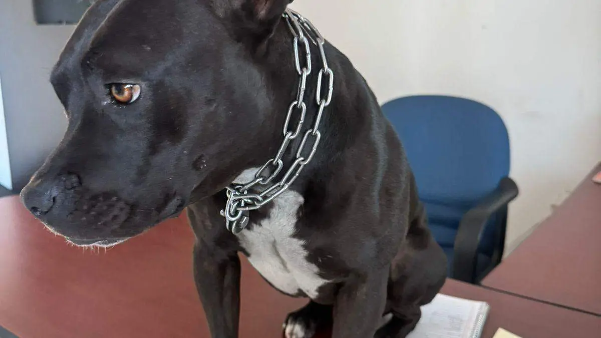 Negrita: la guardiana de Protección Civil 