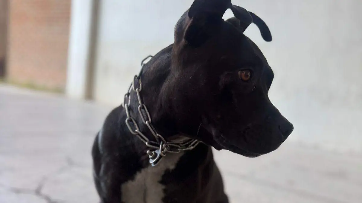 Negrita: la guardiana de Protección Civil 