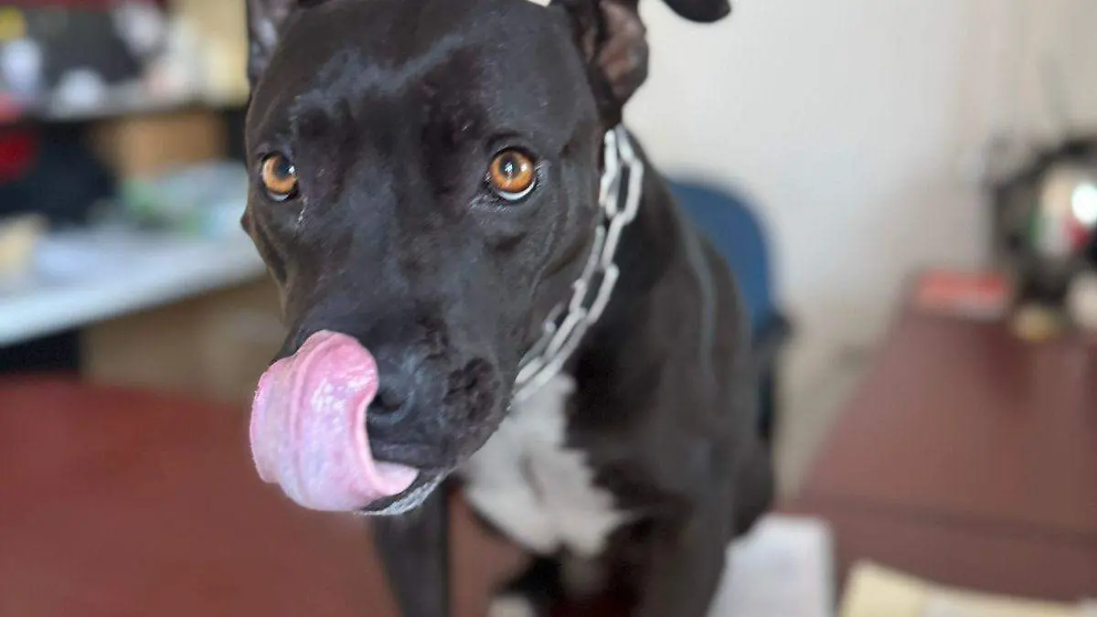 Negrita: la guardiana de Protección Civil 