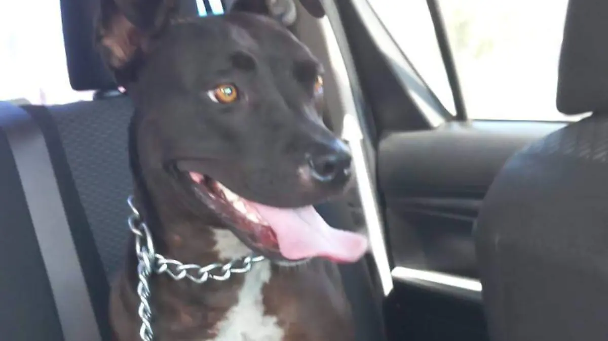 Negrita: la guardiana de Protección Civil 