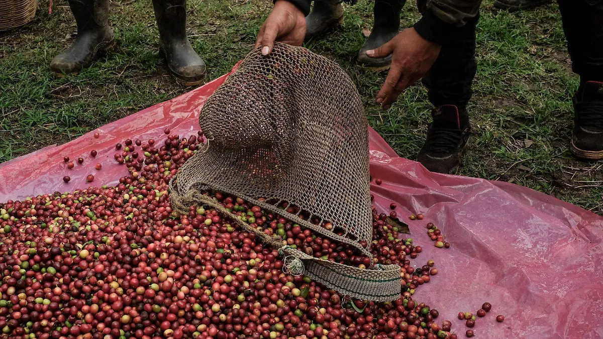 Un aroma distinto crece en las montañas de Durango