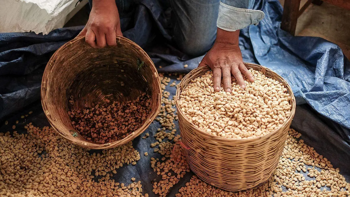 Un aroma distinto crece en las montañas de Durango