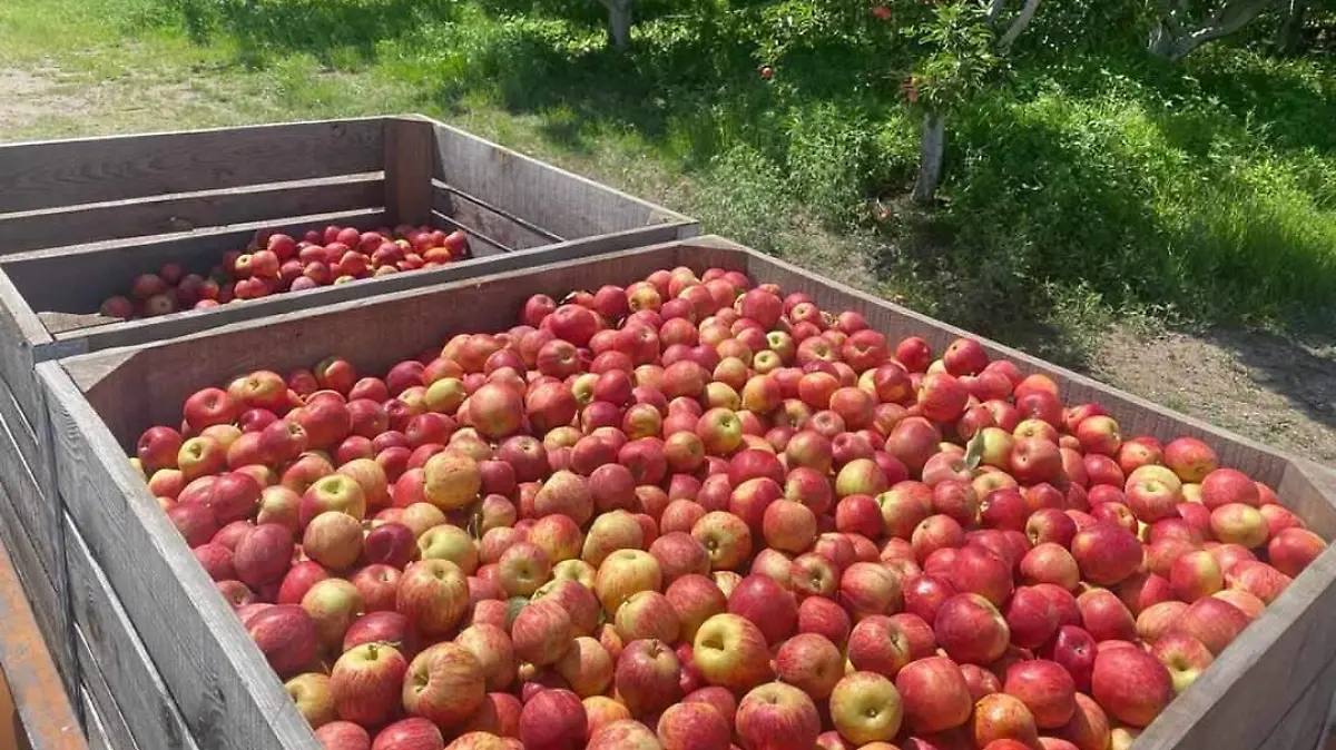 Manzana c