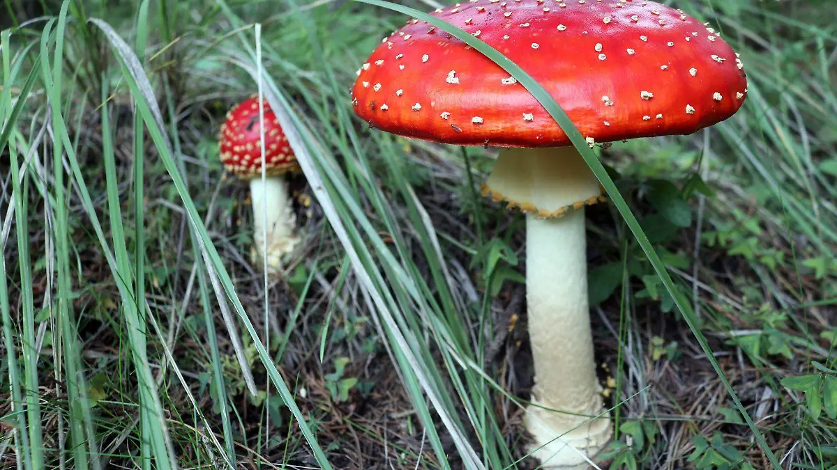 833688_Hongo Amanita Muscaria_web