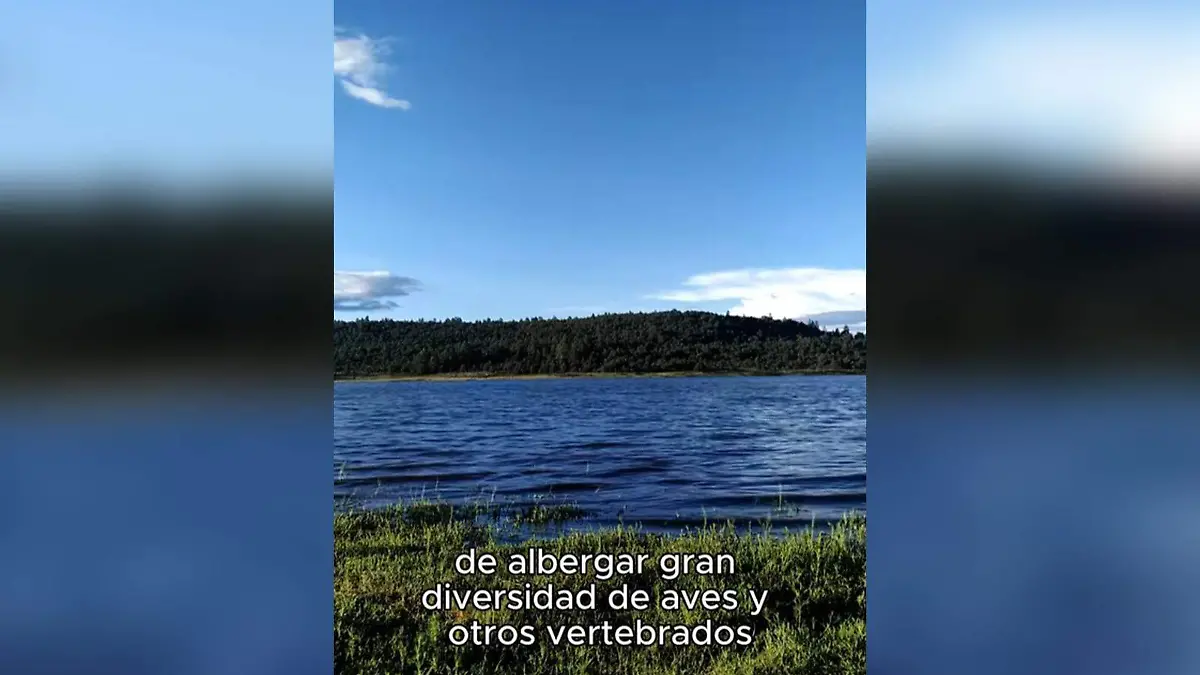 voluntario,