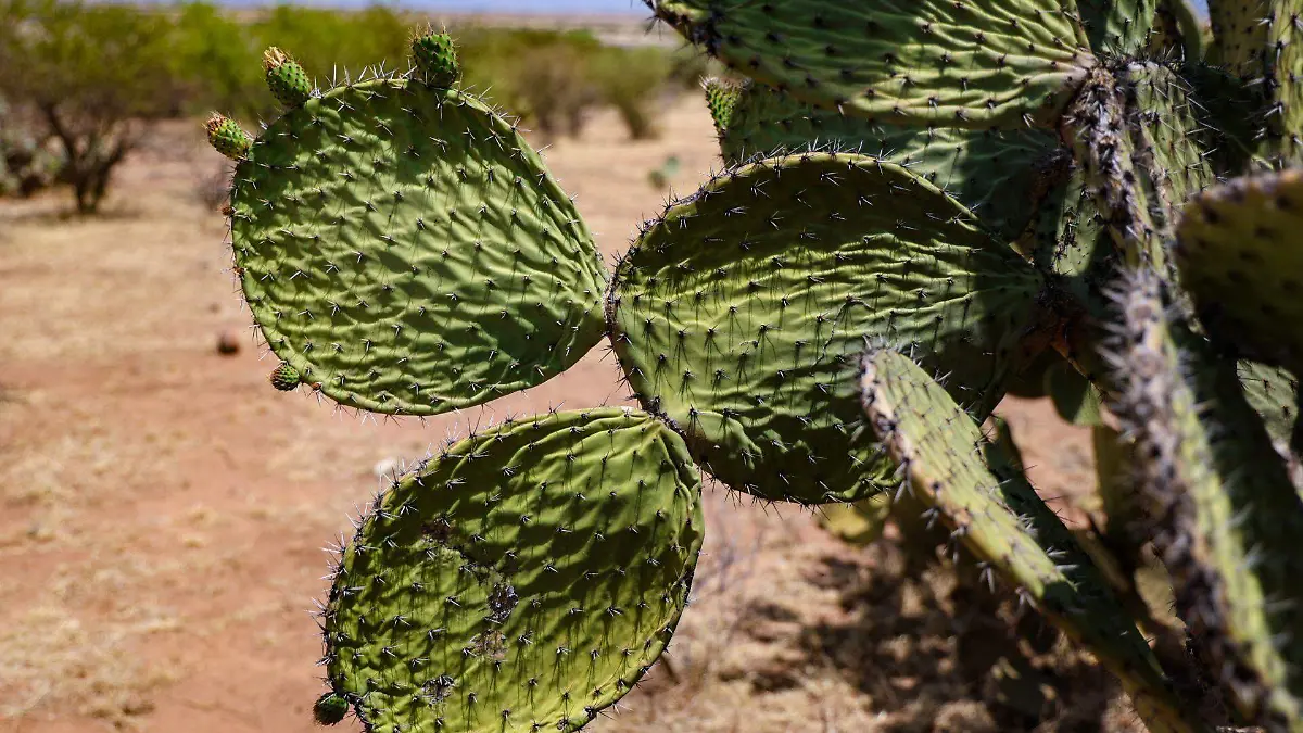 Diez municipios de Durango están en sequía moderada, ¿qué implica esta condición?