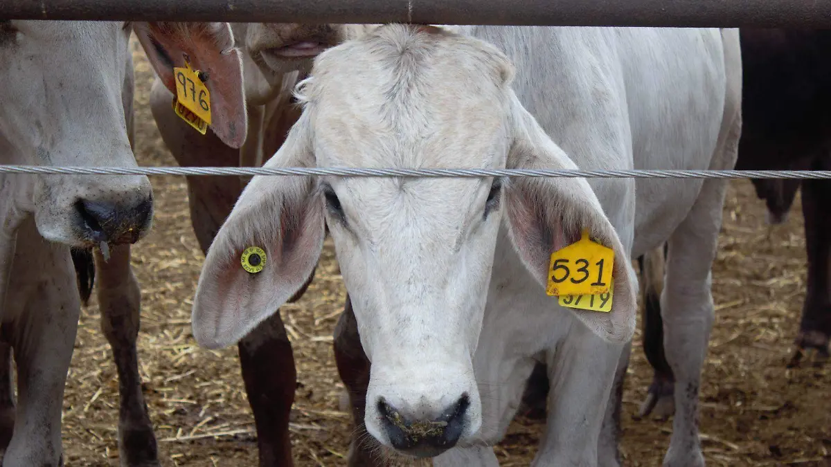 1012853_Campaña vs Tubercolosis Bovina_web