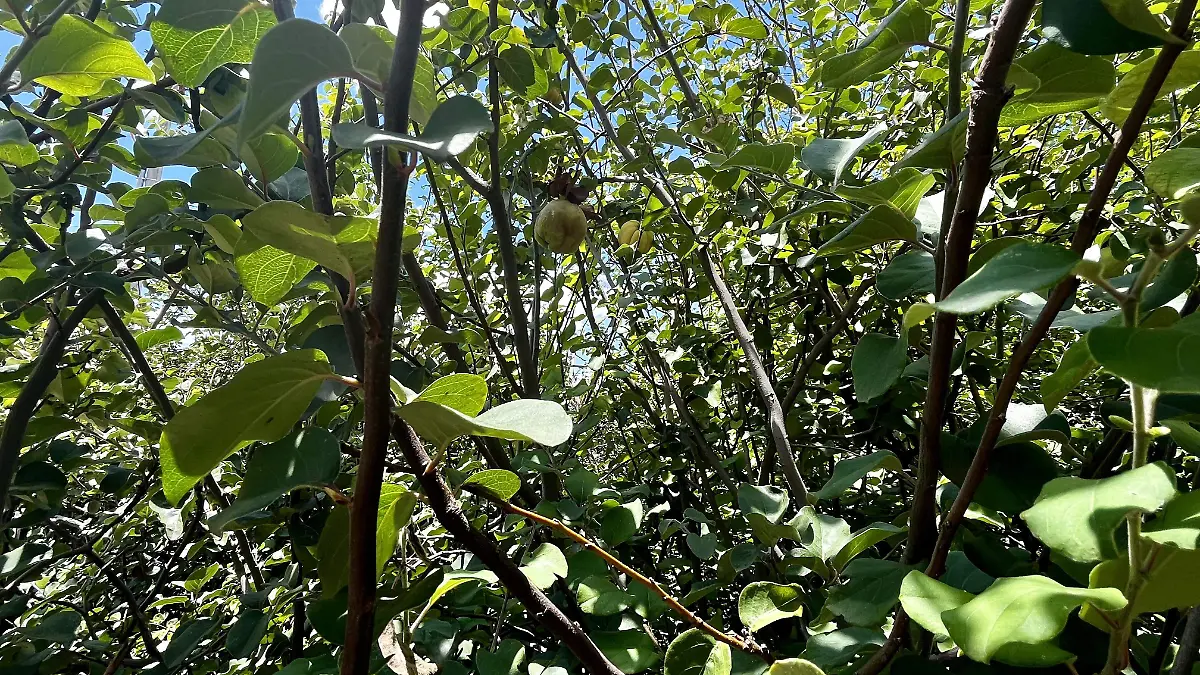 Cosecha de membrillo 