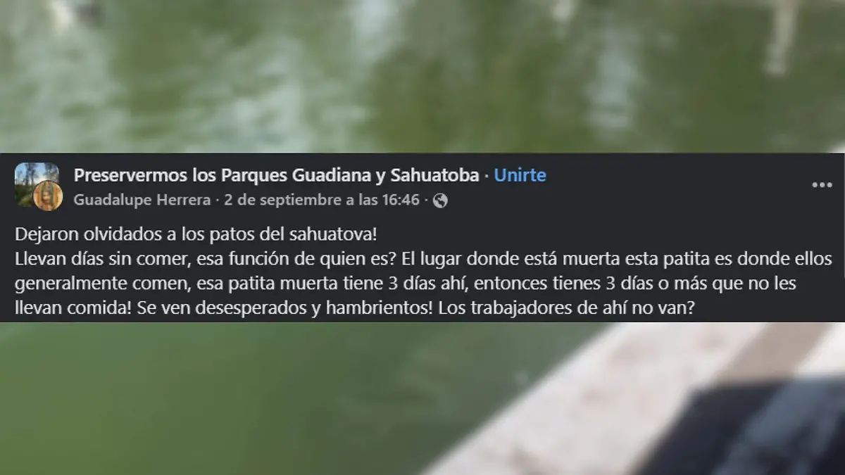 Comentario lago de los patos