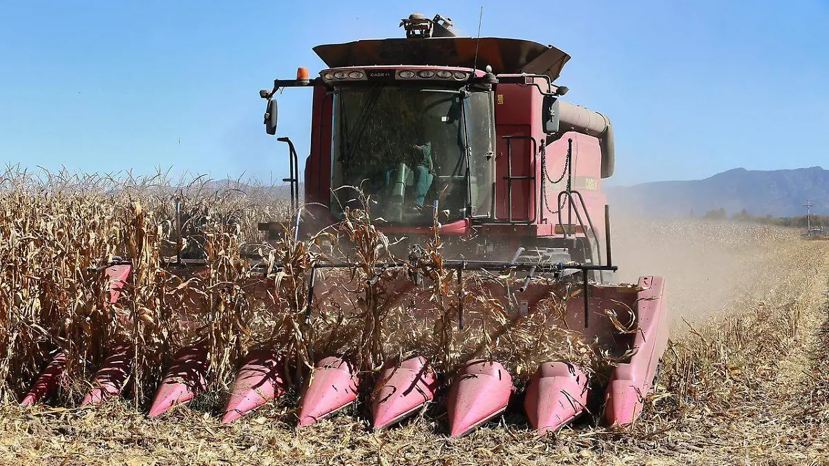 WhatsApp Image 2025-09-18 at 17.15.09