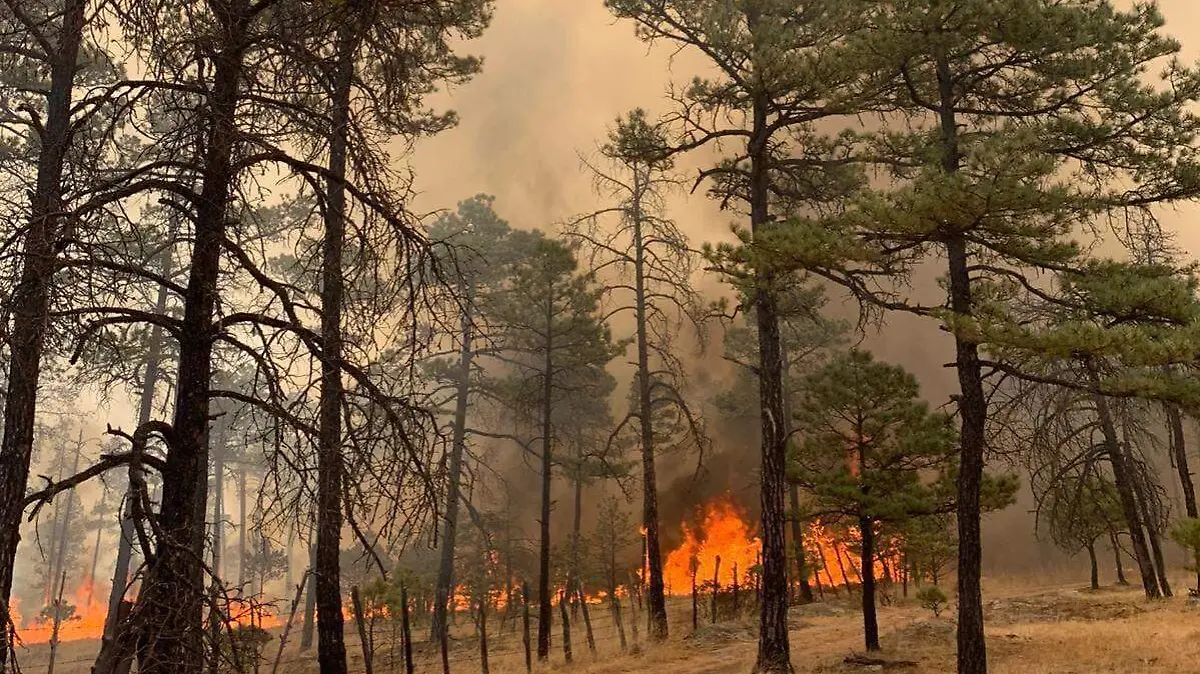 WhatsApp Image 2025-09-20 at 11.37.03 AM