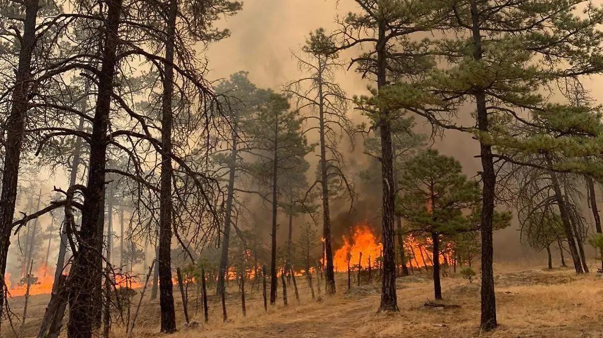 WhatsApp Image 2025-09-20 at 11.37.03 AM