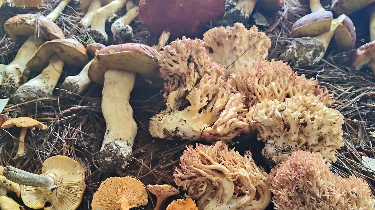 Las “hongueras” de Durango y su compromiso con la tradición gastronómica 