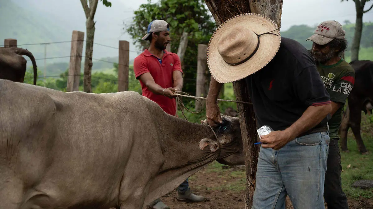 1039641_Gusano Barrenador Cintalapa_web