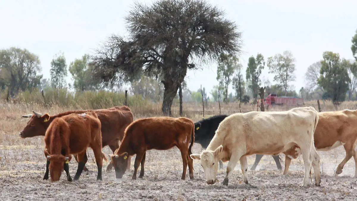 WhatsApp Image 2025-09-25 at 20.29.25