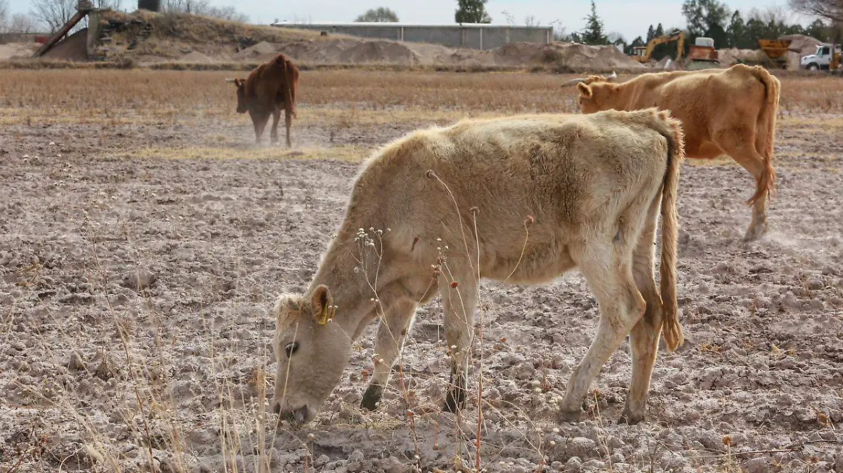 WhatsApp Image 2025-09-25 at 20.29.24