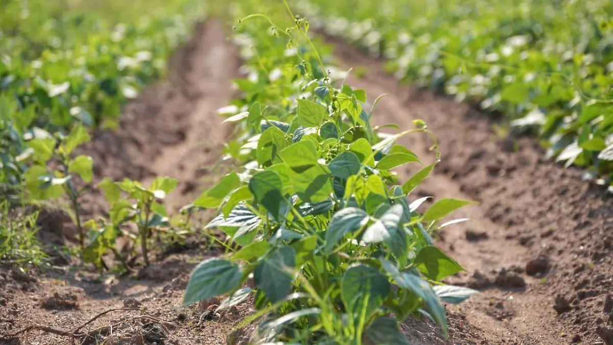 WhatsApp Image 2025-10-01 at 16.17.16