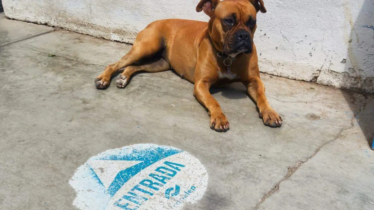 Conalep Durango adopta a “La Chata” y “Canela”