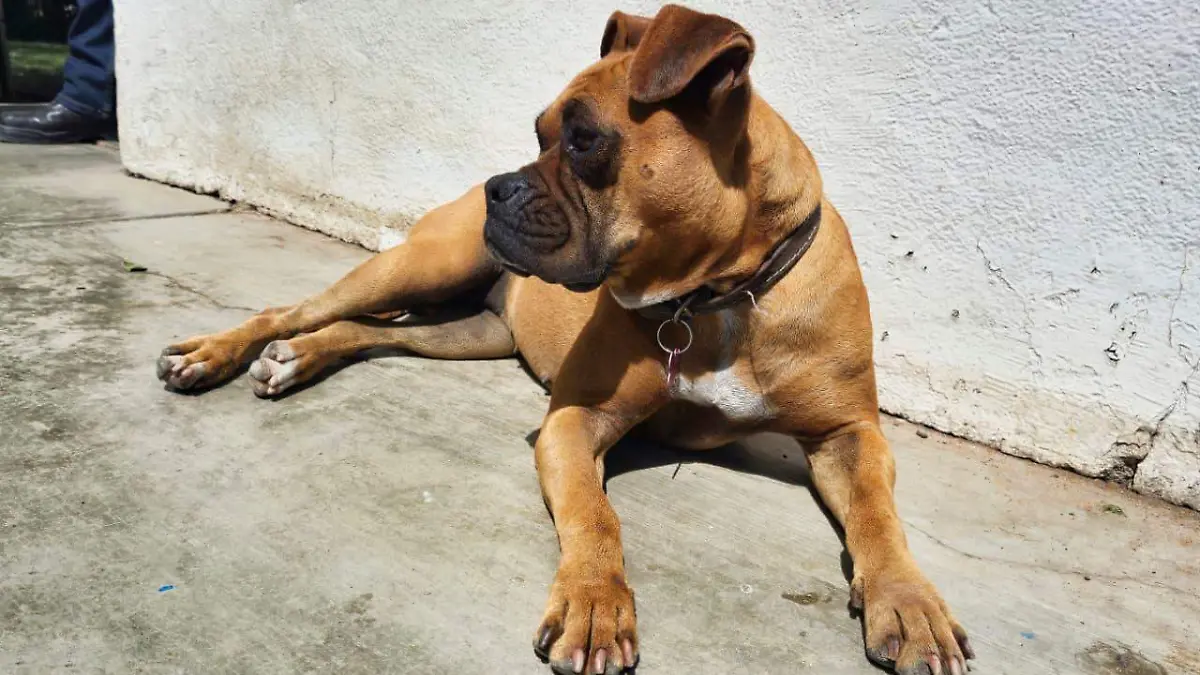 Conalep Durango adopta a “La Chata” y “Canela”