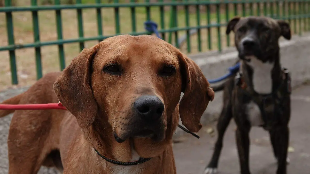 1011864_Reportaje Perritos Peregrinos Iztapalapa_web