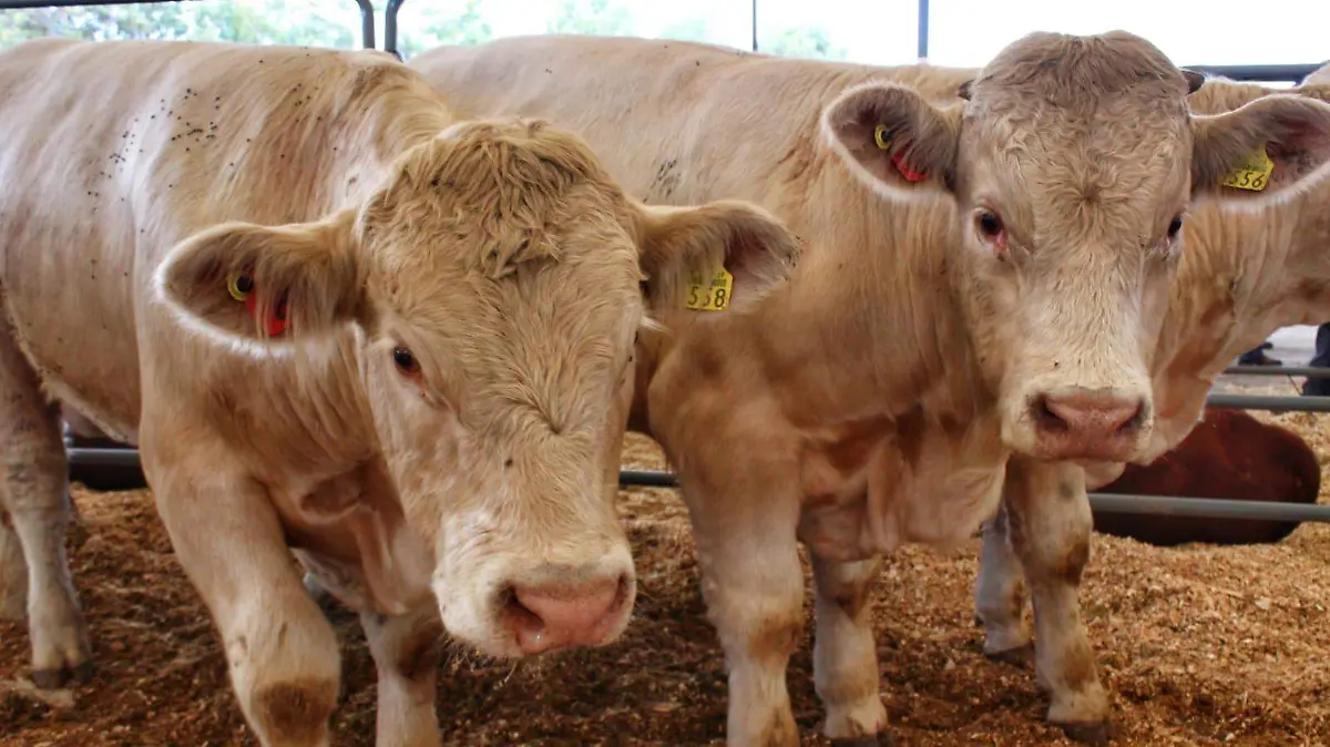 Ganado / Ganadería en Durango 