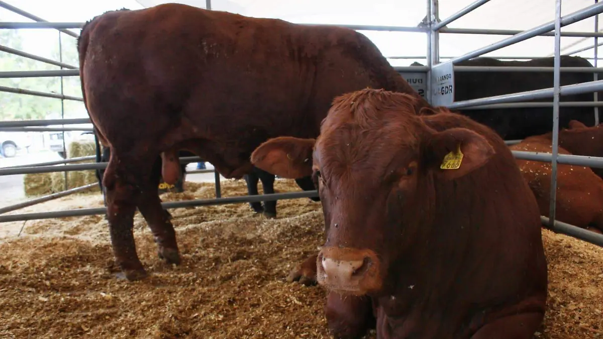 Ganado / Ganadería en Durango 