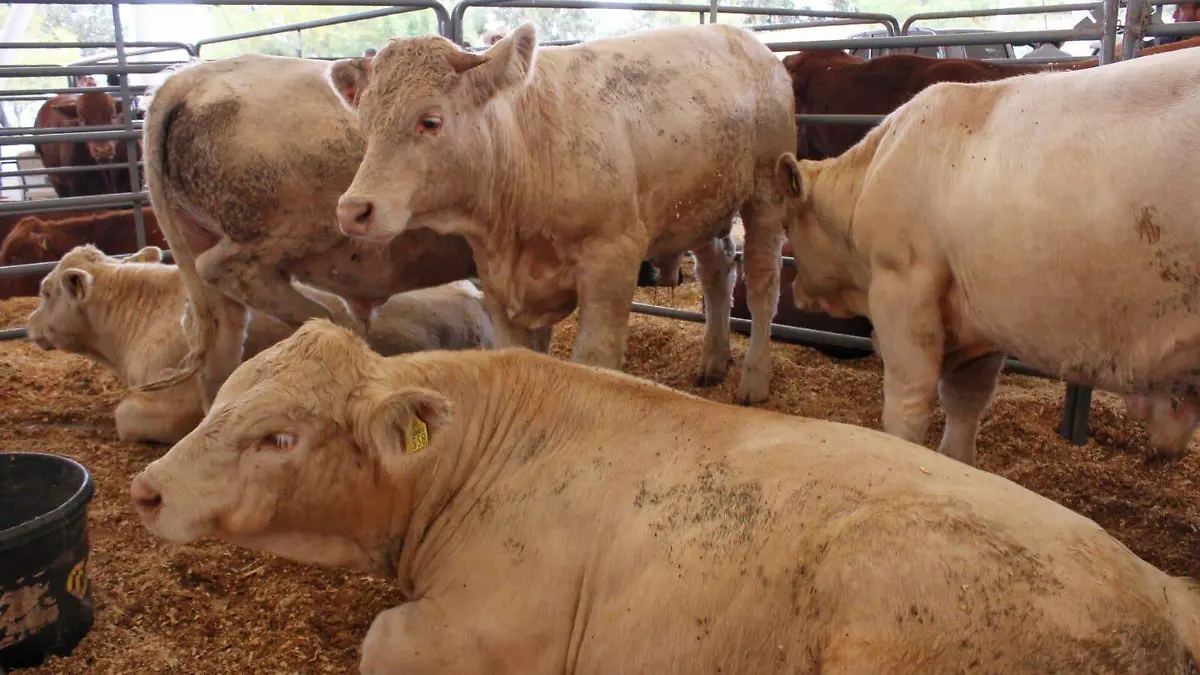 Ganado / Ganadería en Durango 