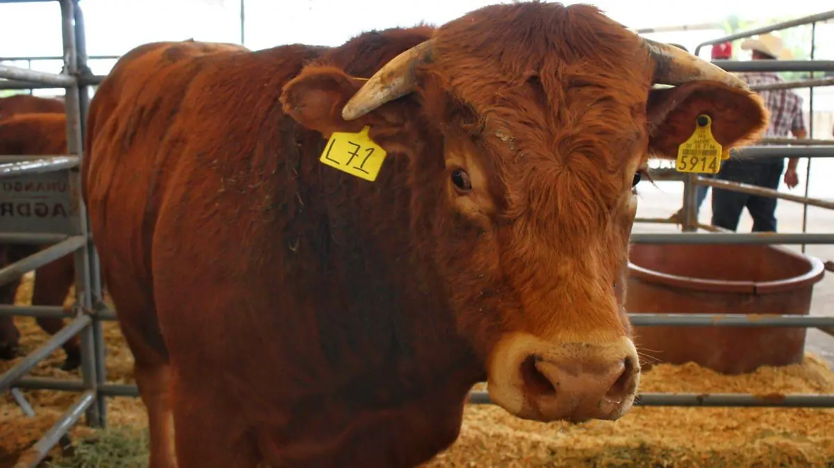 WhatsApp Image 2025-10-17 at 2.43.47 PM