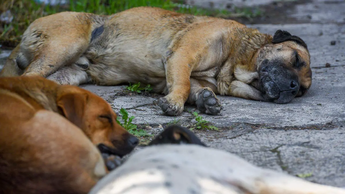 1041139_Perros callejeros van en aumento_web