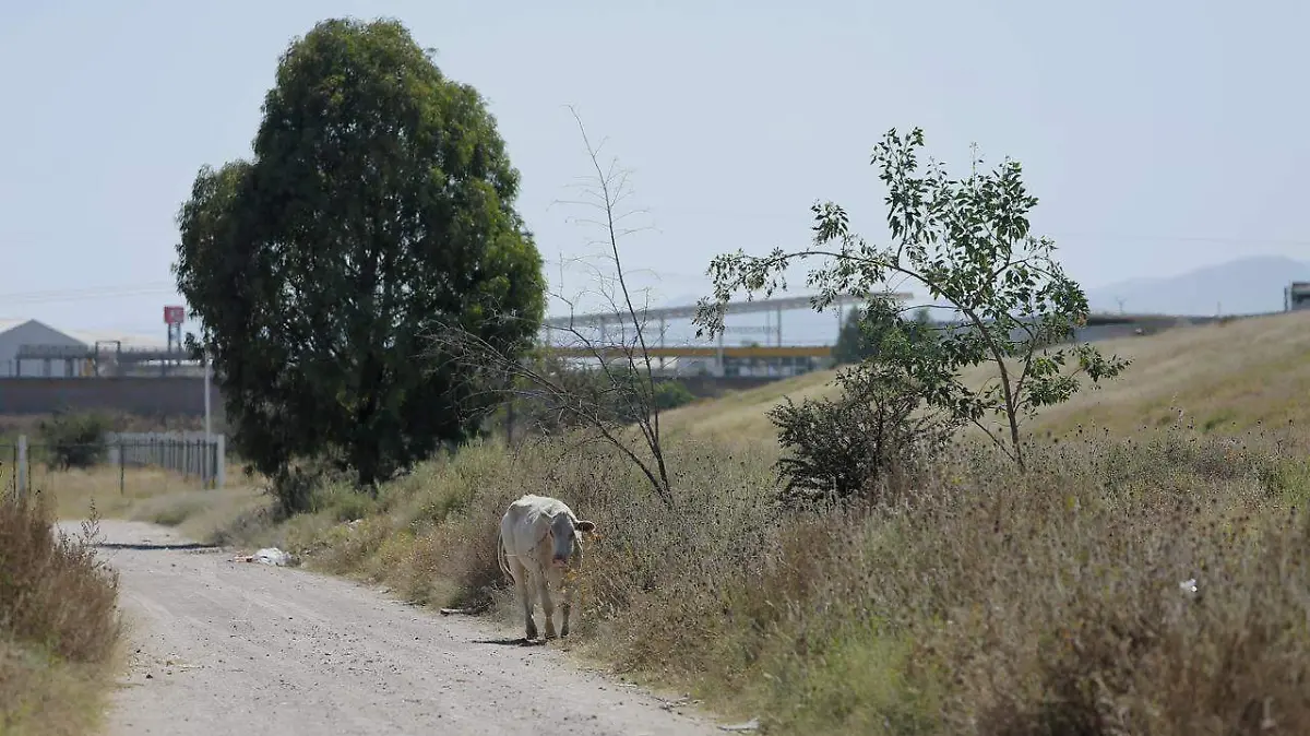 Proyecto Parque Oriente: un nuevo pulmón verde para Durango