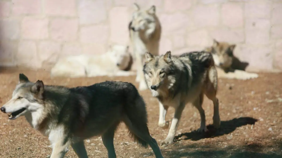 WhatsApp Image 2025-11-16 at 2.40.17 PM (1)