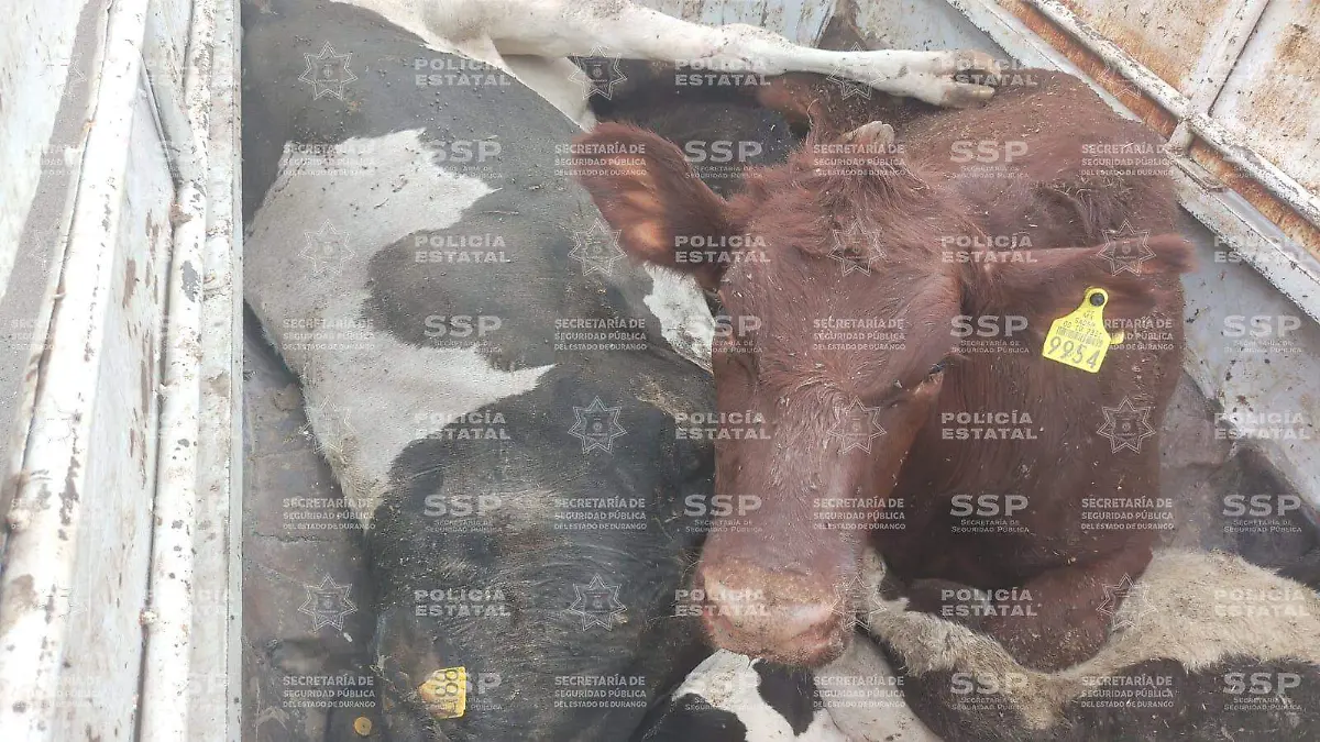 Aseguran en Gómez Palacio a conductor que trasladaba ganado sin documentos